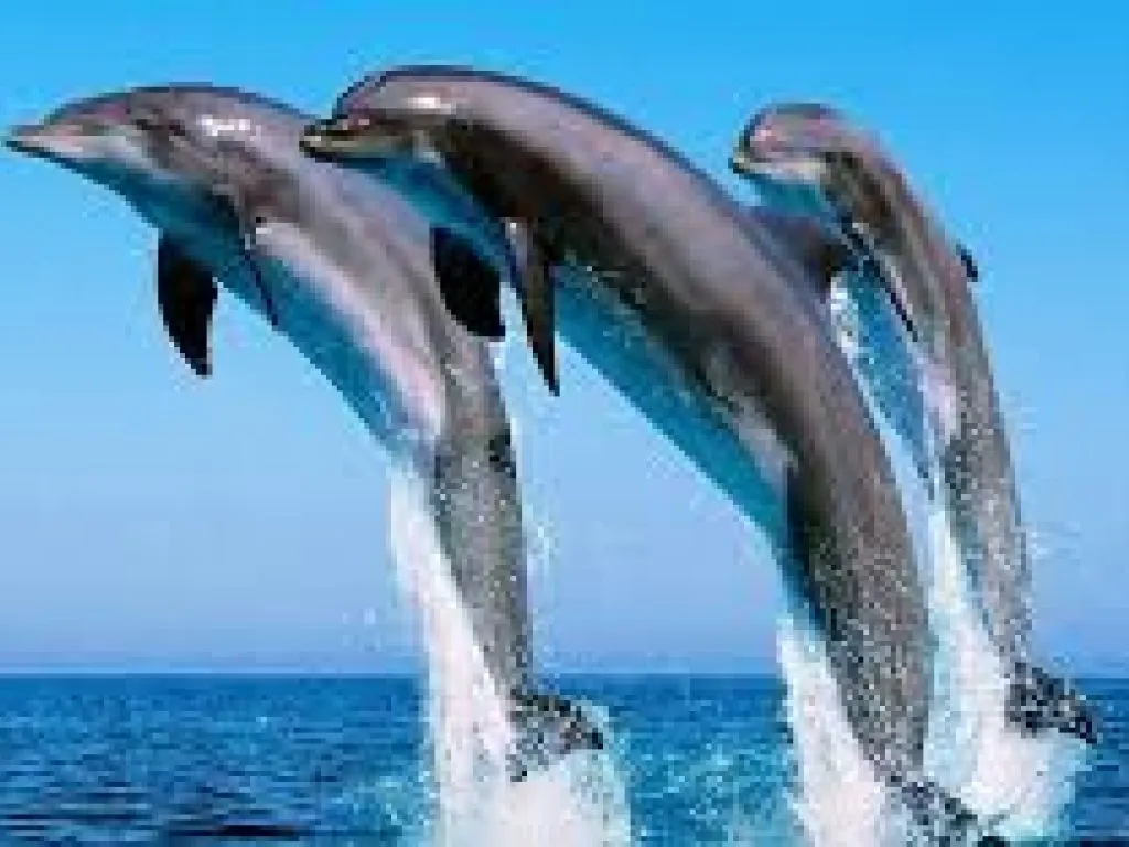 Dolphin House Snorkeling Trip – Hurghada dolphin-house-snorkeling-trip-hurghada/Dolphin_House_Snorkeling_Trip_–_Hurghada-3.jpeg