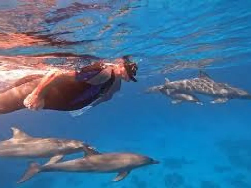Dolphin House Snorkeling Trip – Hurghada dolphin-house-snorkeling-trip-hurghada/Dolphin_House_Snorkeling_Trip_–_Hurghada-5.jpeg