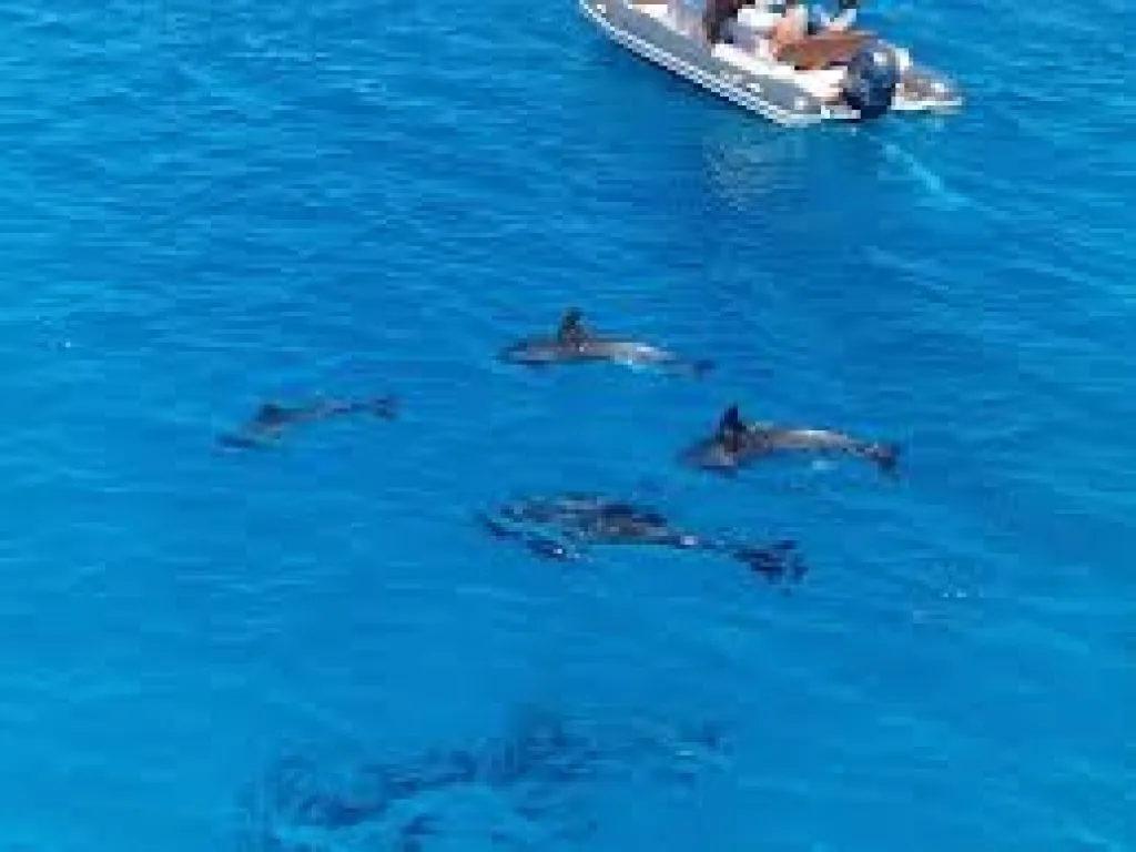 Dolphin House Snorkeling Trip – Hurghada dolphin-house-snorkeling-trip-hurghada/Dolphin_House_Snorkeling_Trip_–_Hurghada-6.jpeg