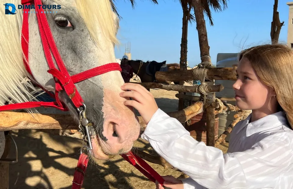 Horse Riding Adventure – Hurghada horse-riding-adventure-hurghada/horse-riding-adventure-hurghada-4.jpg